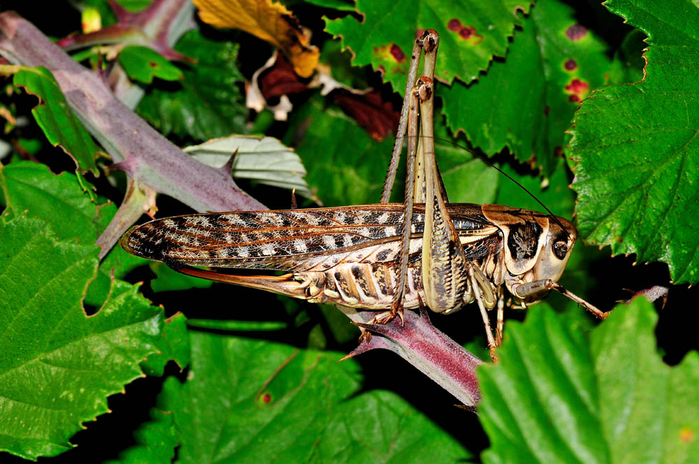 Cavalletta da identificare